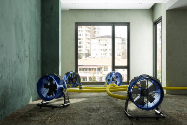Best Water damage mitigation services  in Teutopolis, IL